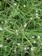 Image of herb of the cross