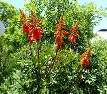 Image of Coral tree