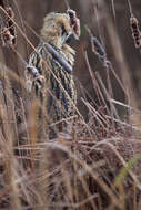 Image of great bittern, bittern