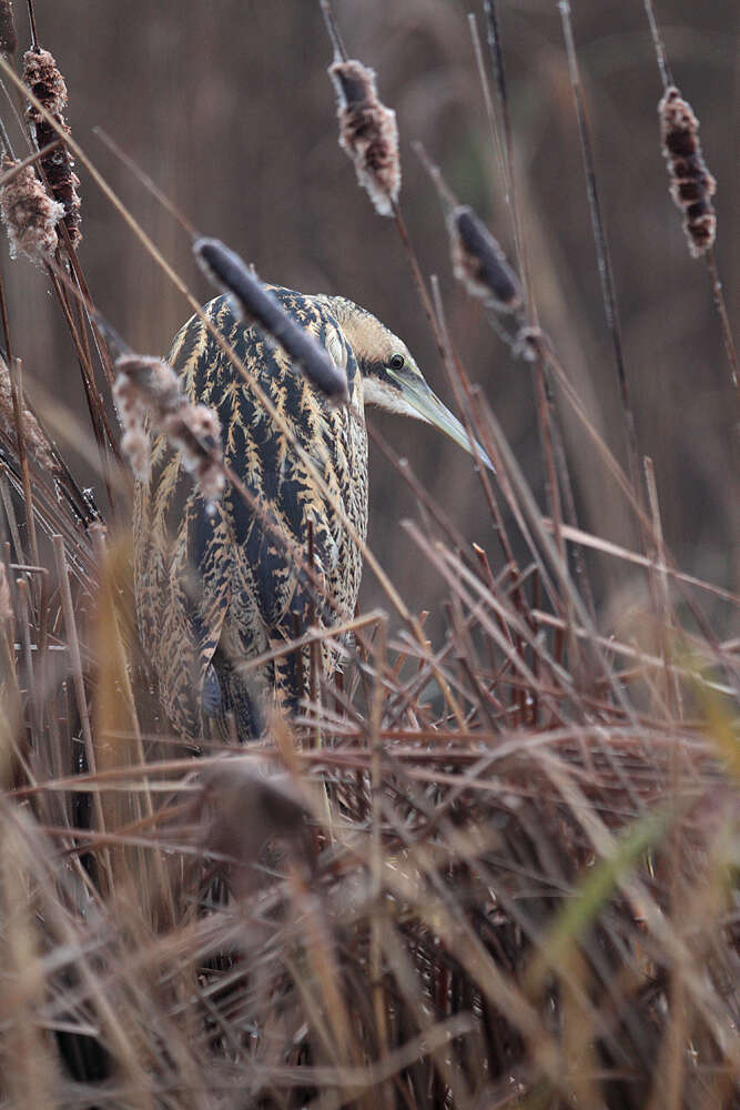 Image of great bittern, bittern