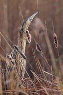 Image of great bittern, bittern