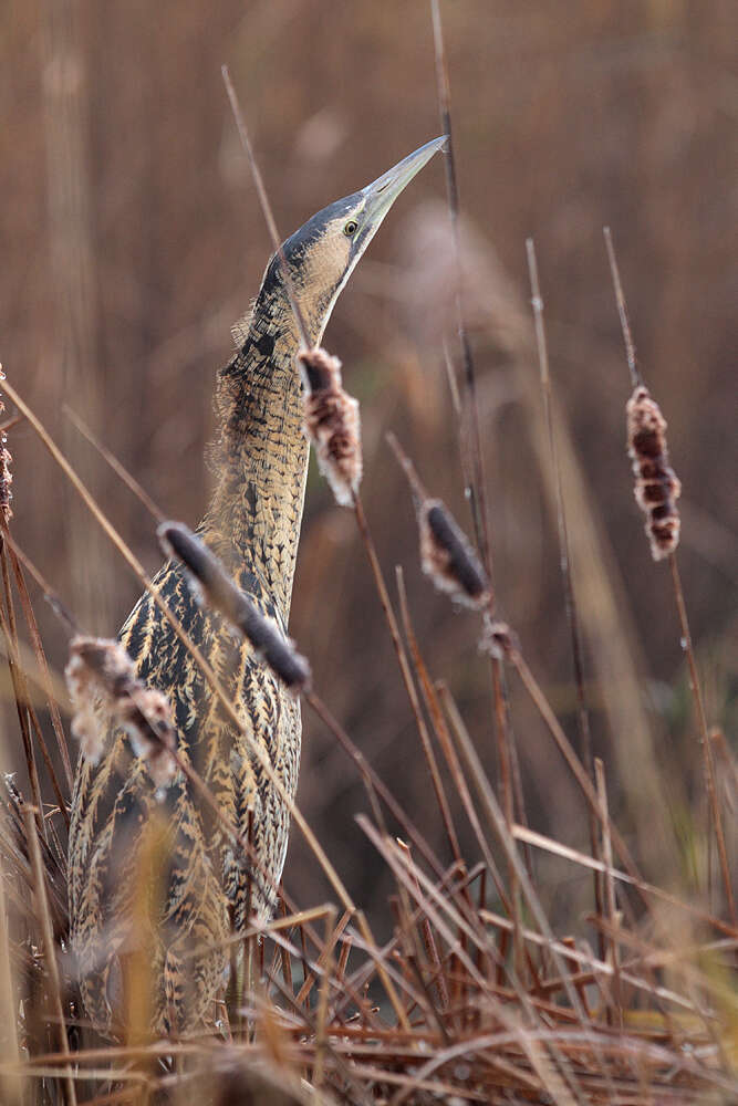 Image of great bittern, bittern