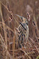 Image of great bittern, bittern