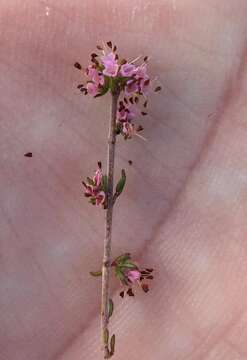 Image of Erica anguliger (N. E. Br.) E. G. H. Oliver