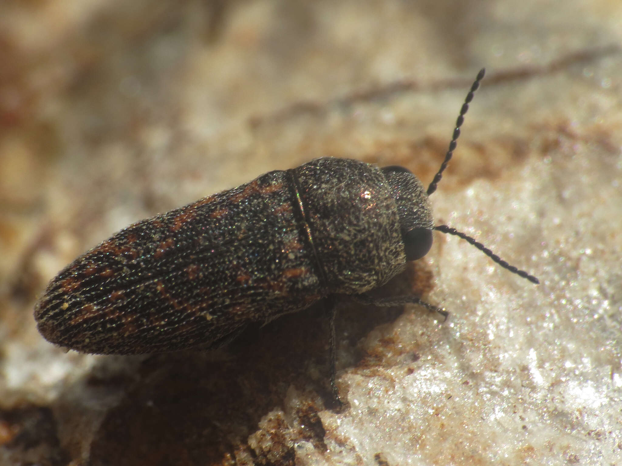 Image de Acmaeodera rubromaculata Lucas 1844