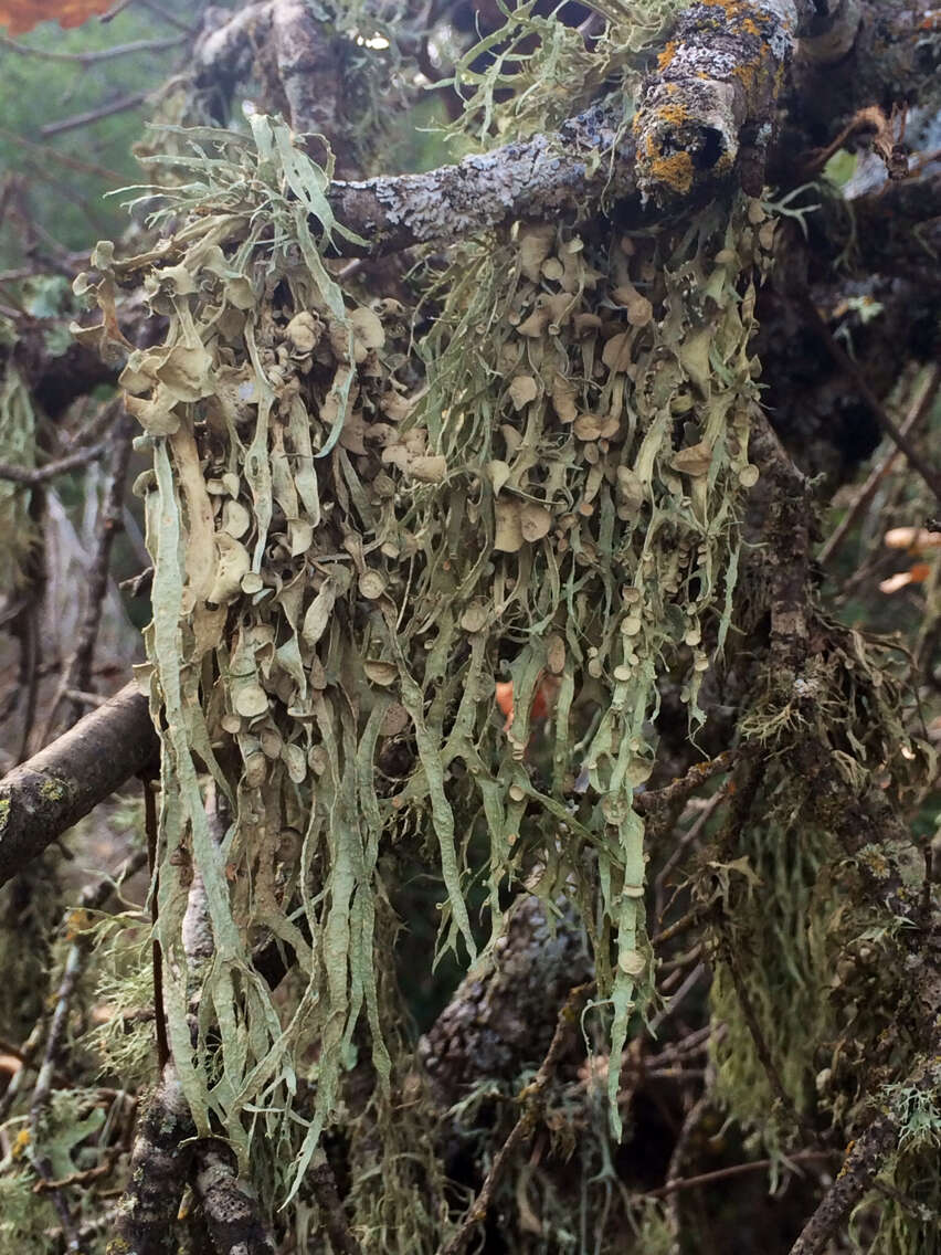 Imagem de Ramalina leptocarpha Tuck.