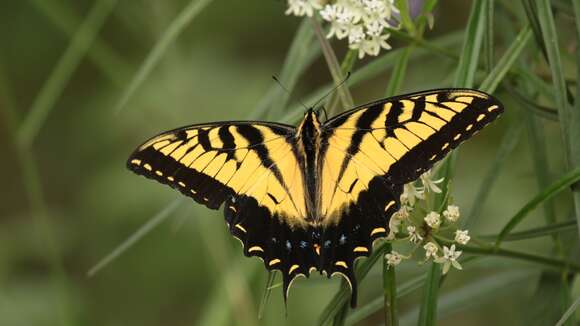 Image of Papilio alexiares garcia Rothschild & Jordan 1906