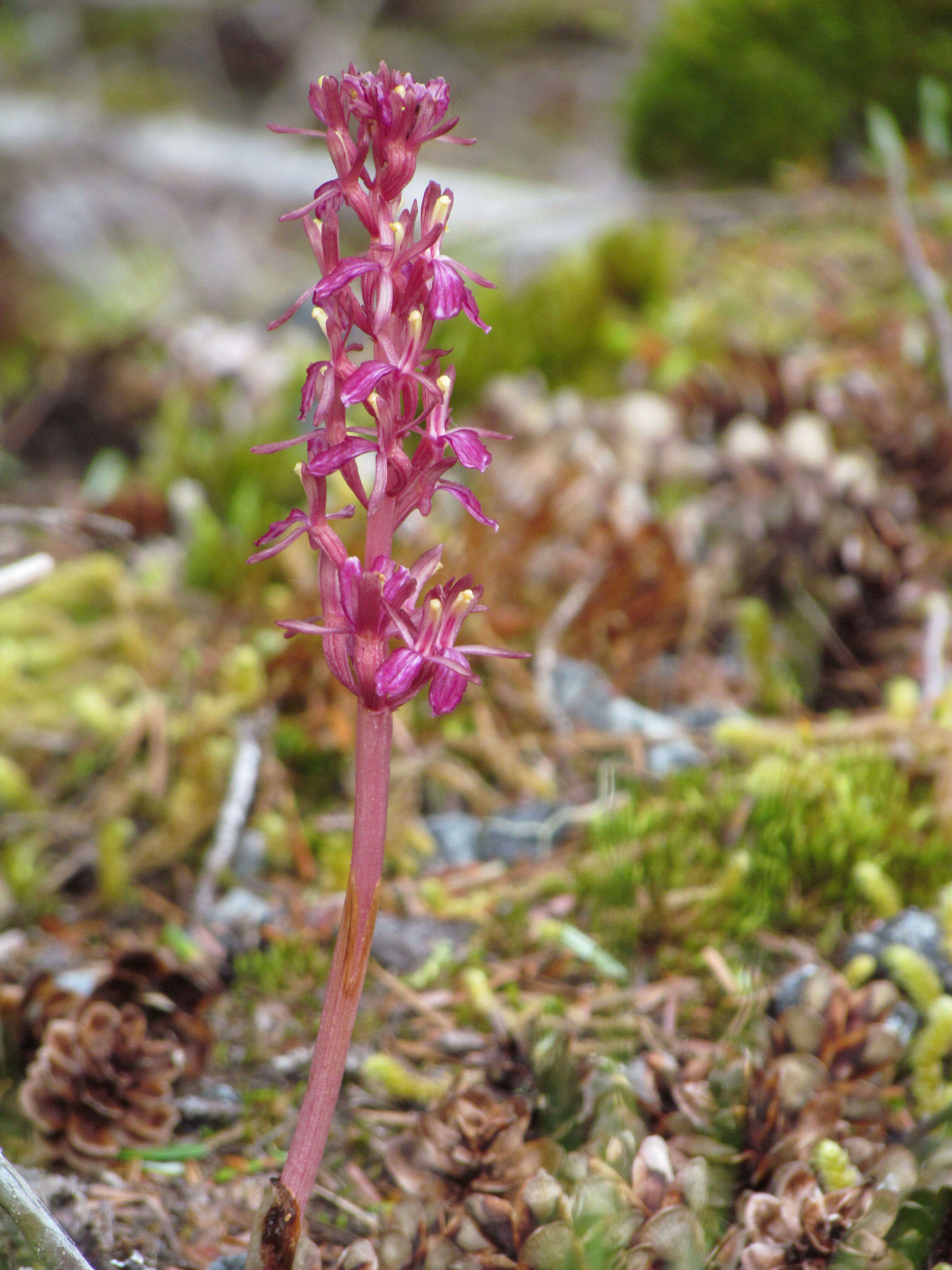 Image of Pacific coralroot