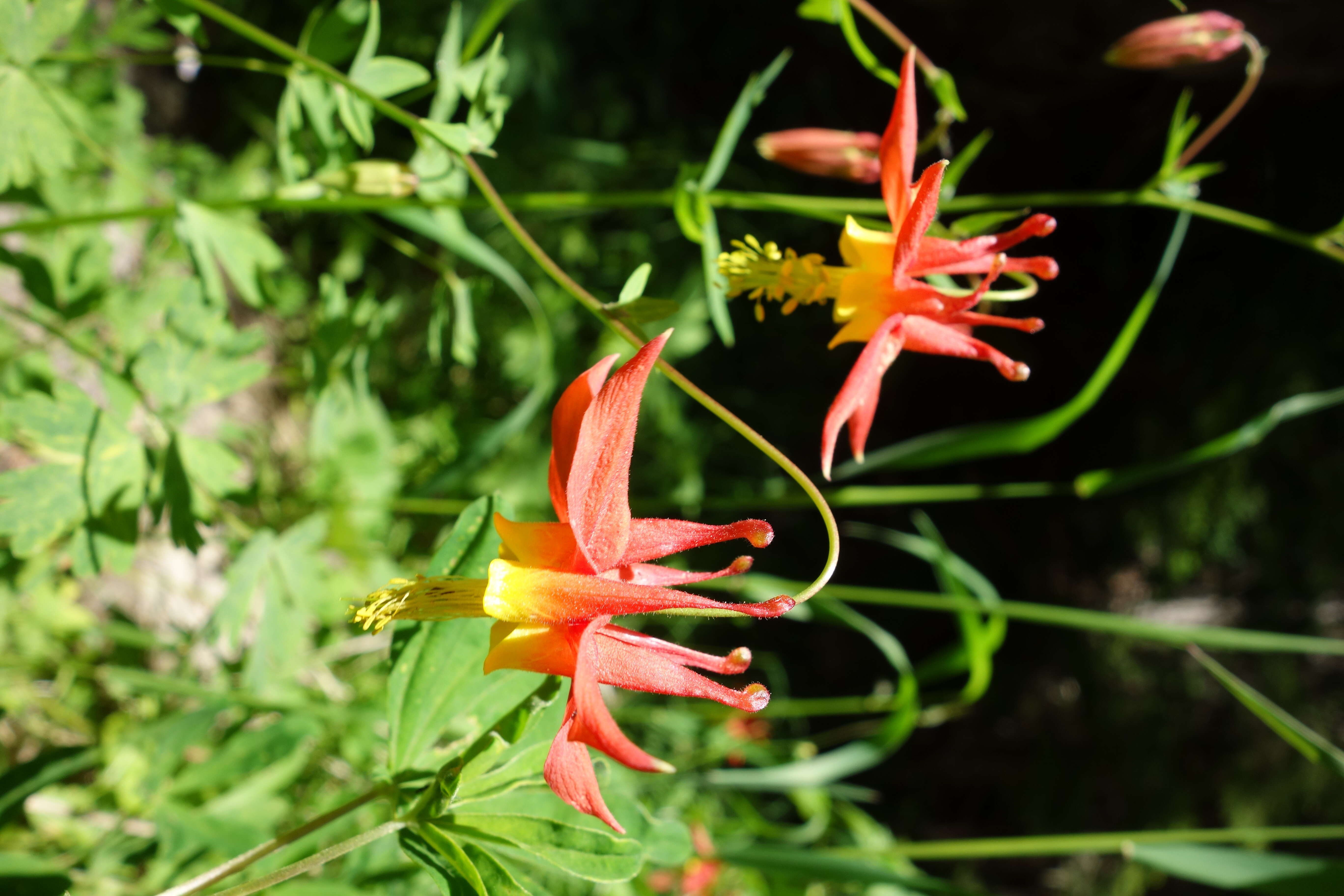 Image of western columbine