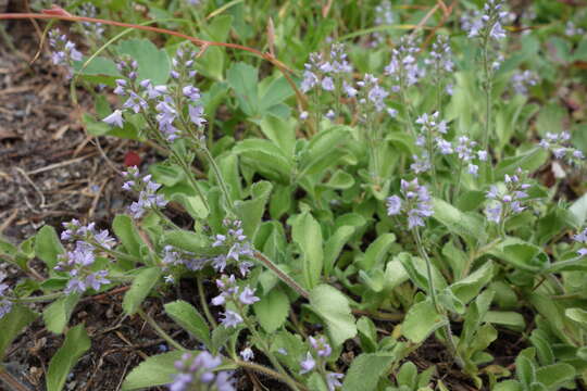 Image of Health Speedwell