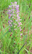 Image of Brachycorythis ovata subsp. ovata