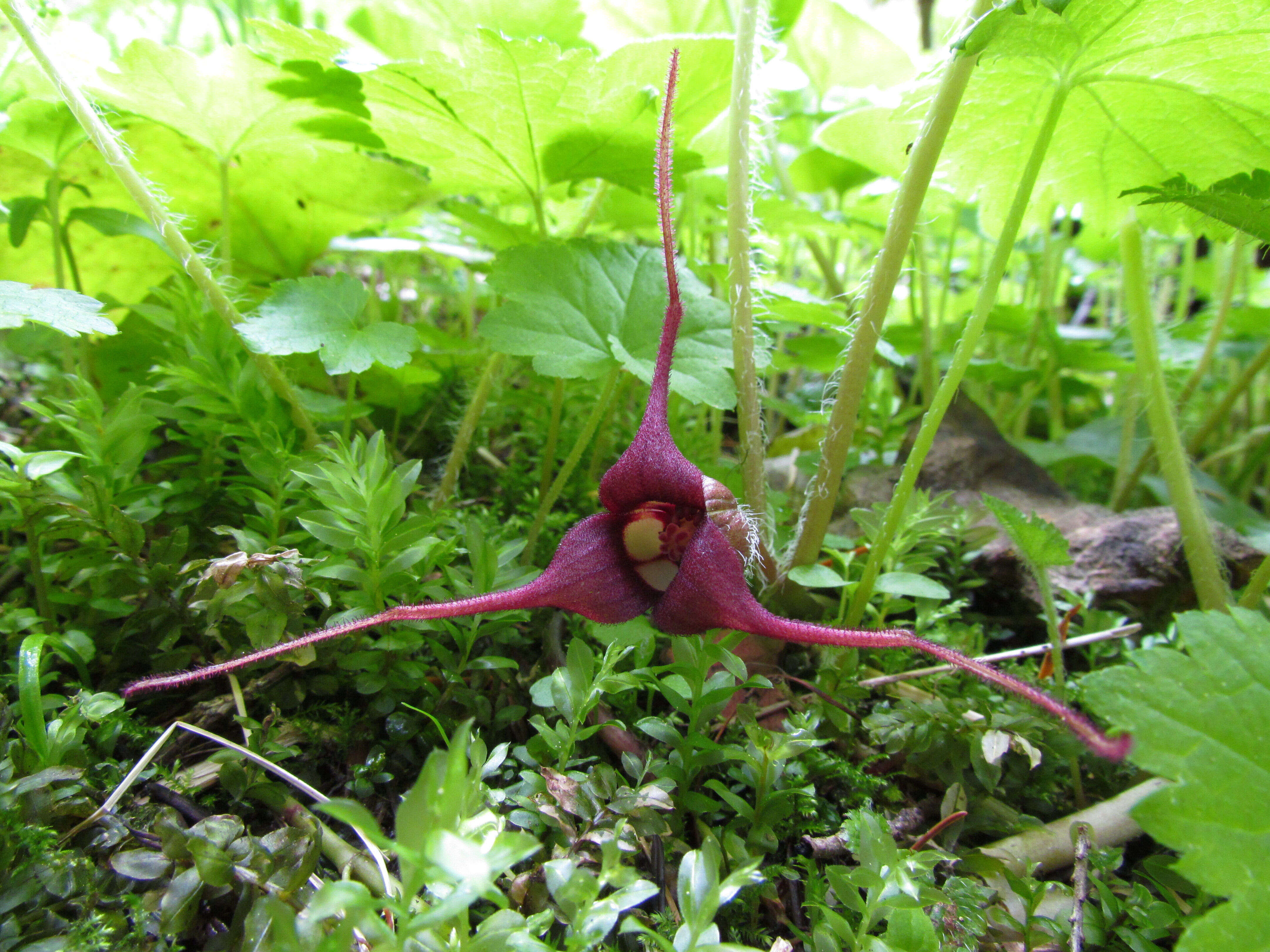 Image of British Columbia wildginger