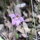 Caladenia nana subsp. unita (Fitzg.) Hopper & A. P. Br. resmi