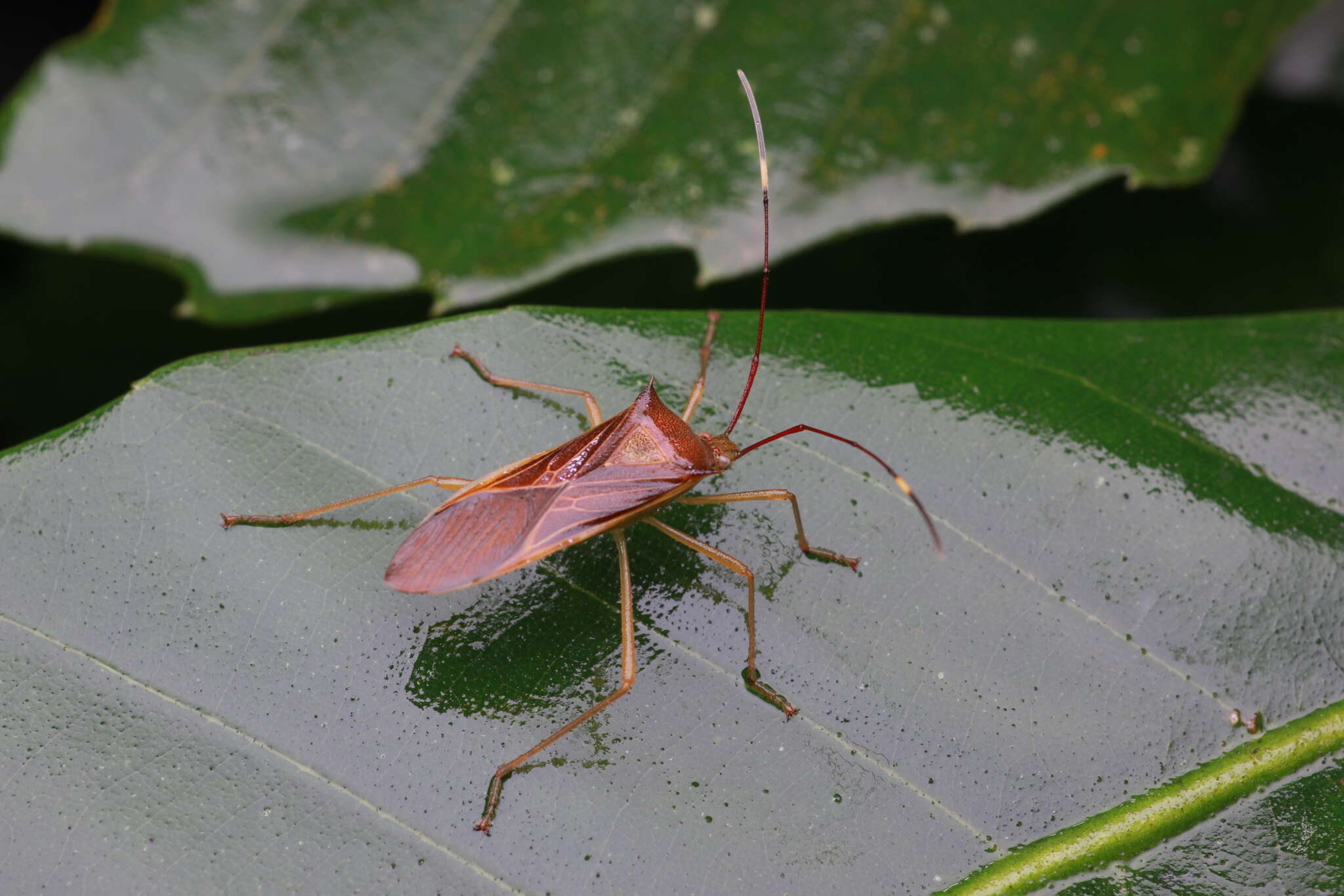 Sivun Paradasynus spinosus Hsiao 1963 kuva