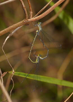 Image of Neosticta canescens Tillyard 1913