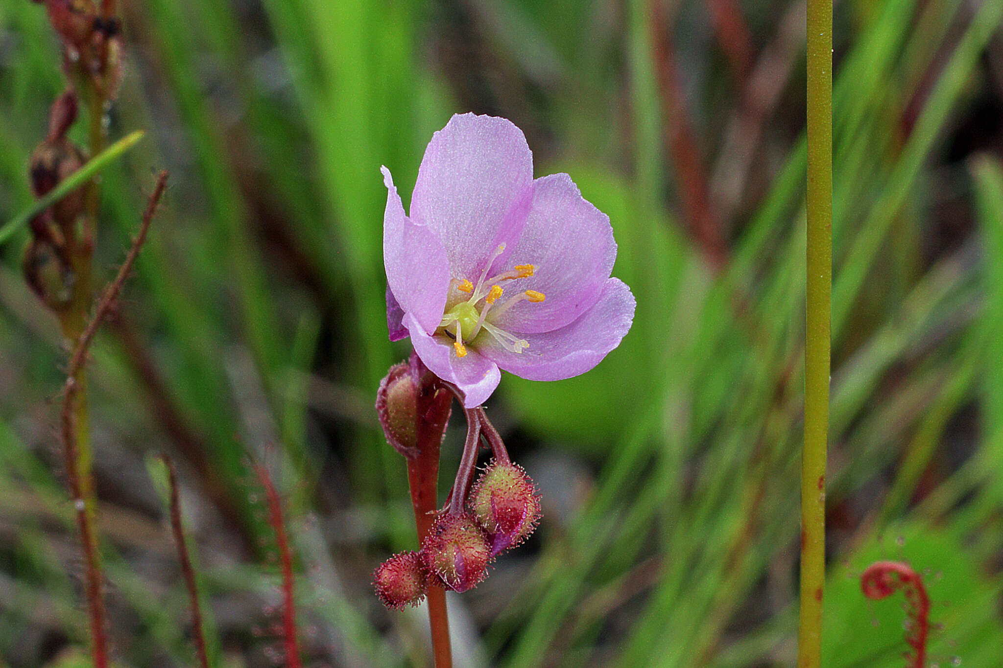 Drosera filiformis var. floridana的圖片