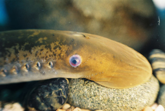 Image of Sea Lamprey