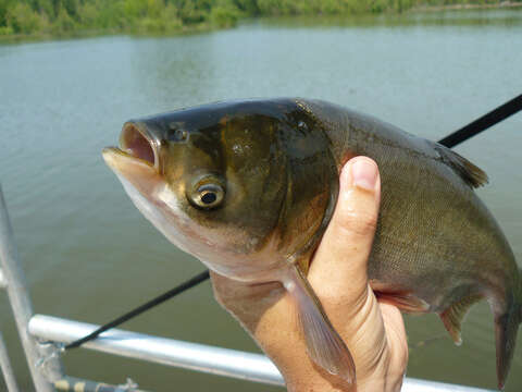 Image of silver carp