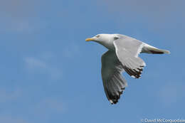 Image of <i>Larus argentatus smithsonianus</i>