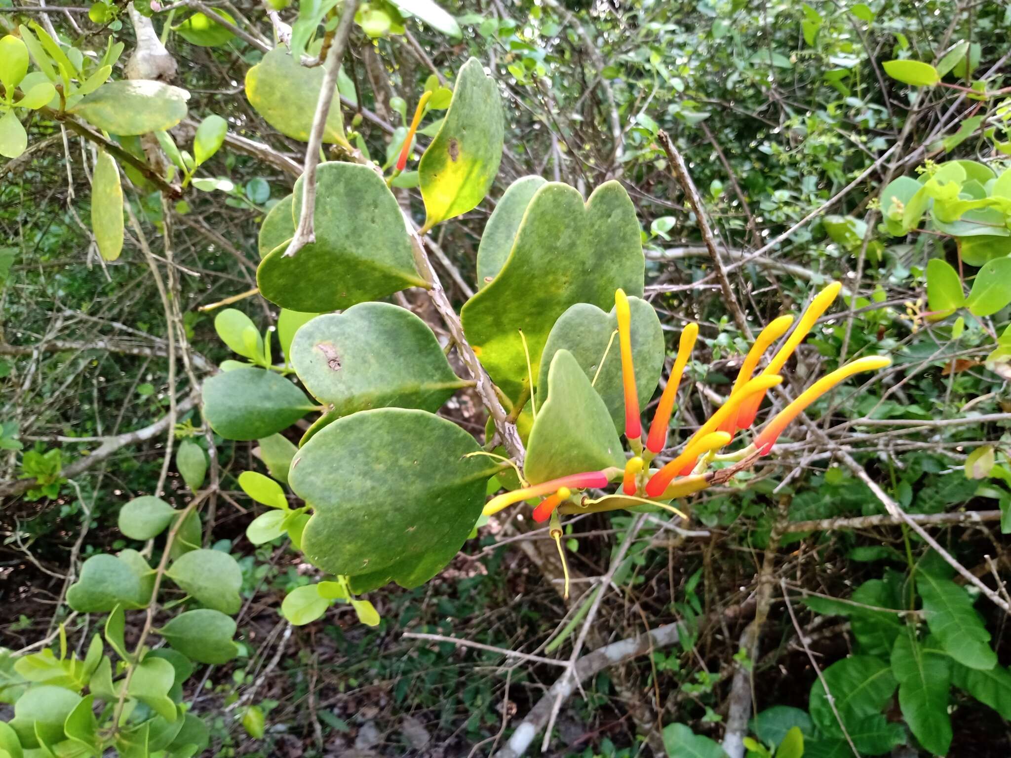 Image of Psittacanthus dichrous (Mart.) Mart.