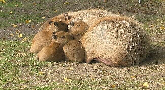 Image of Capybaras