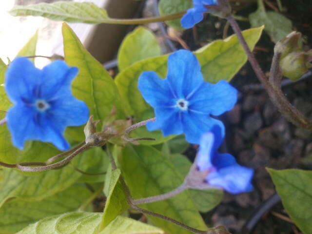 Omphalodes verna Moench的圖片