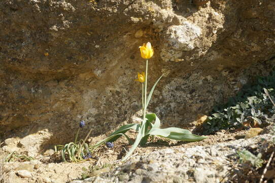 Image of Gray rockcress