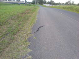 Image of Eastern brown snake