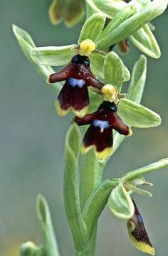 Image of Fly orchid