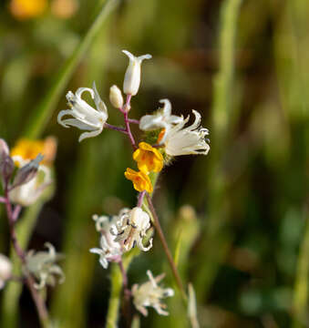 Image of yellow mustard