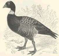 Image of Brant Goose