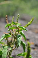 Image of Acalypha communis Müll. Arg.