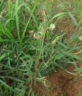 Image of Crotalaria burkeana Benth.