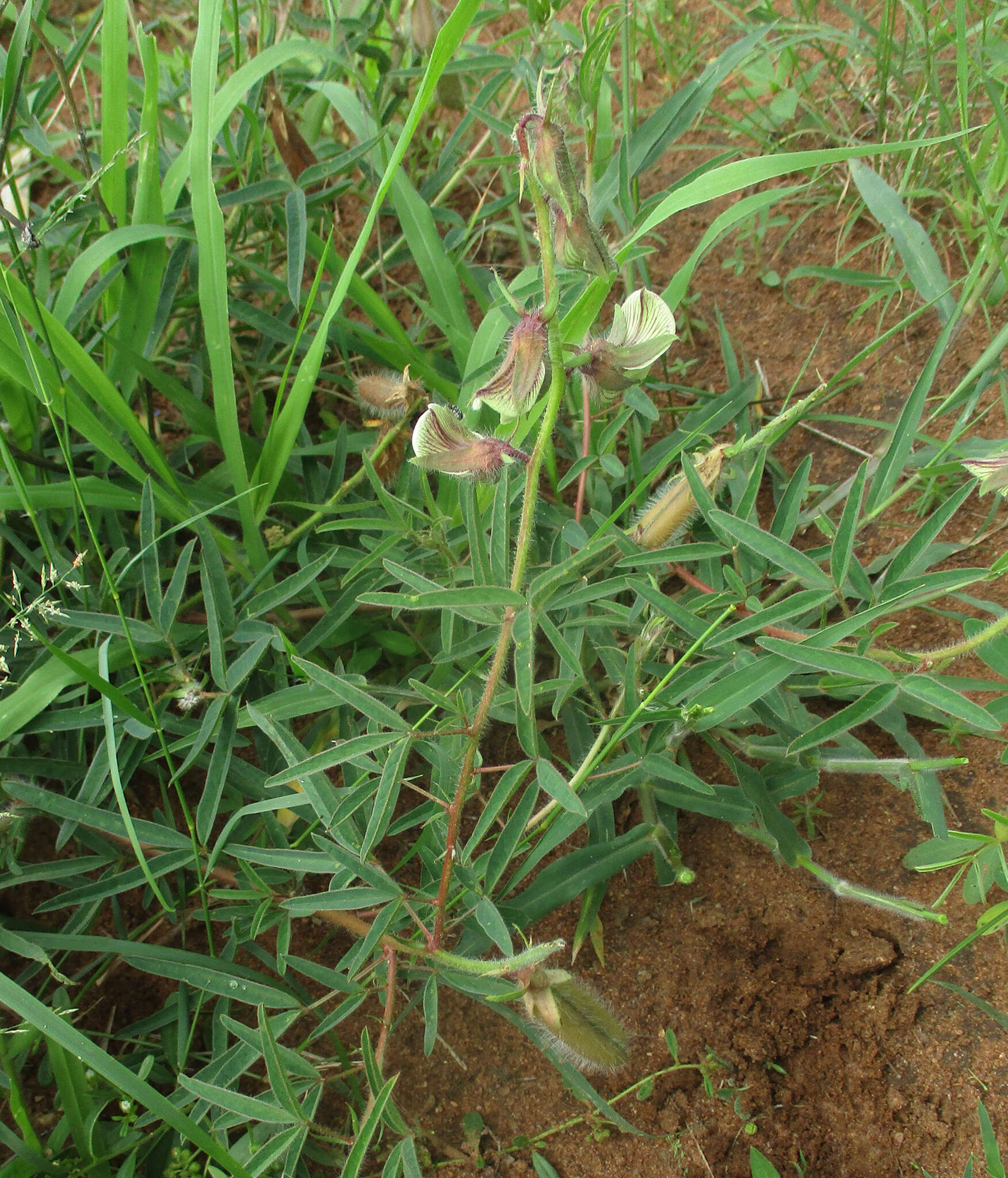 Image of Crotalaria burkeana Benth.