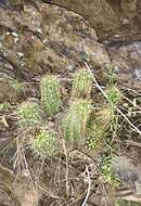 Image of Arizona Hedgehog Cactus