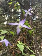 Image of western blue virginsbower