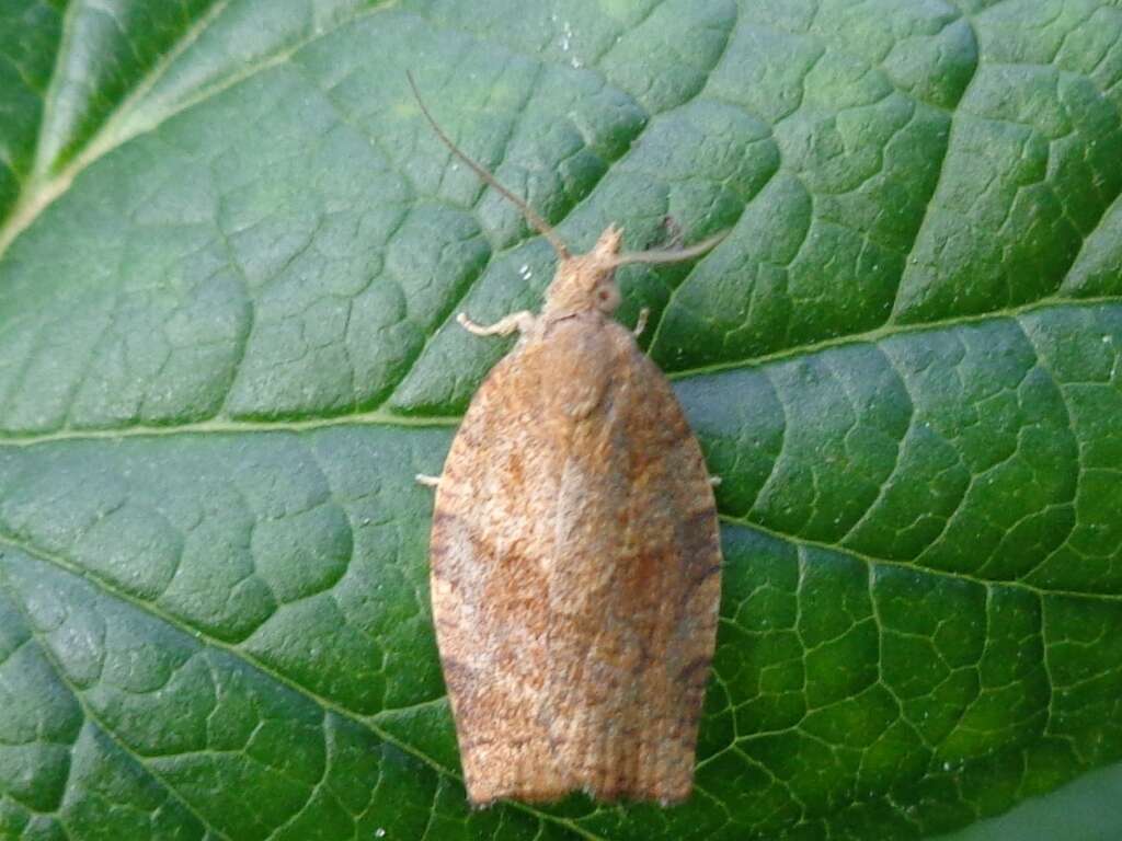 Image of barred fruit-tree tortrix