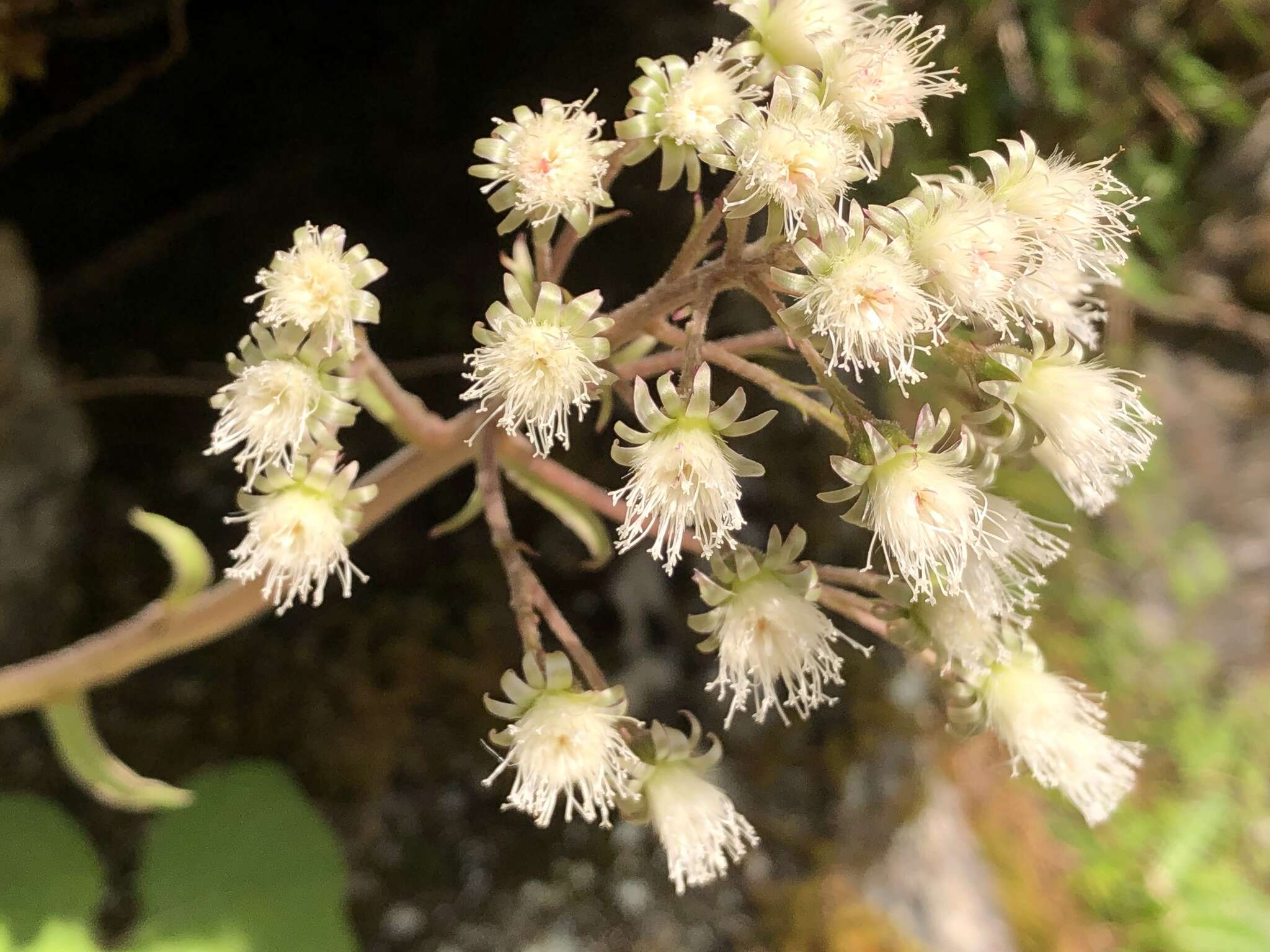 Image of Petasites formosanus Kitam.