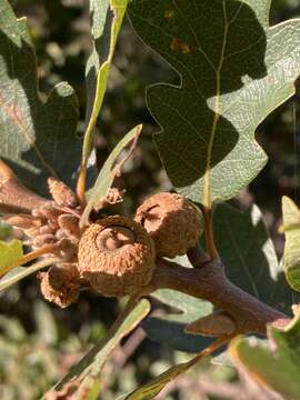 Image of hybrid oak