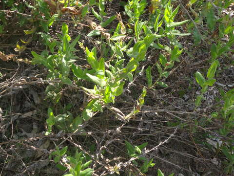 Image of Goodenia amplexans F. Müll.