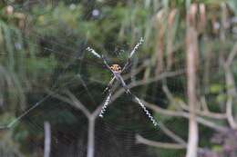 Image of Silver Argiope