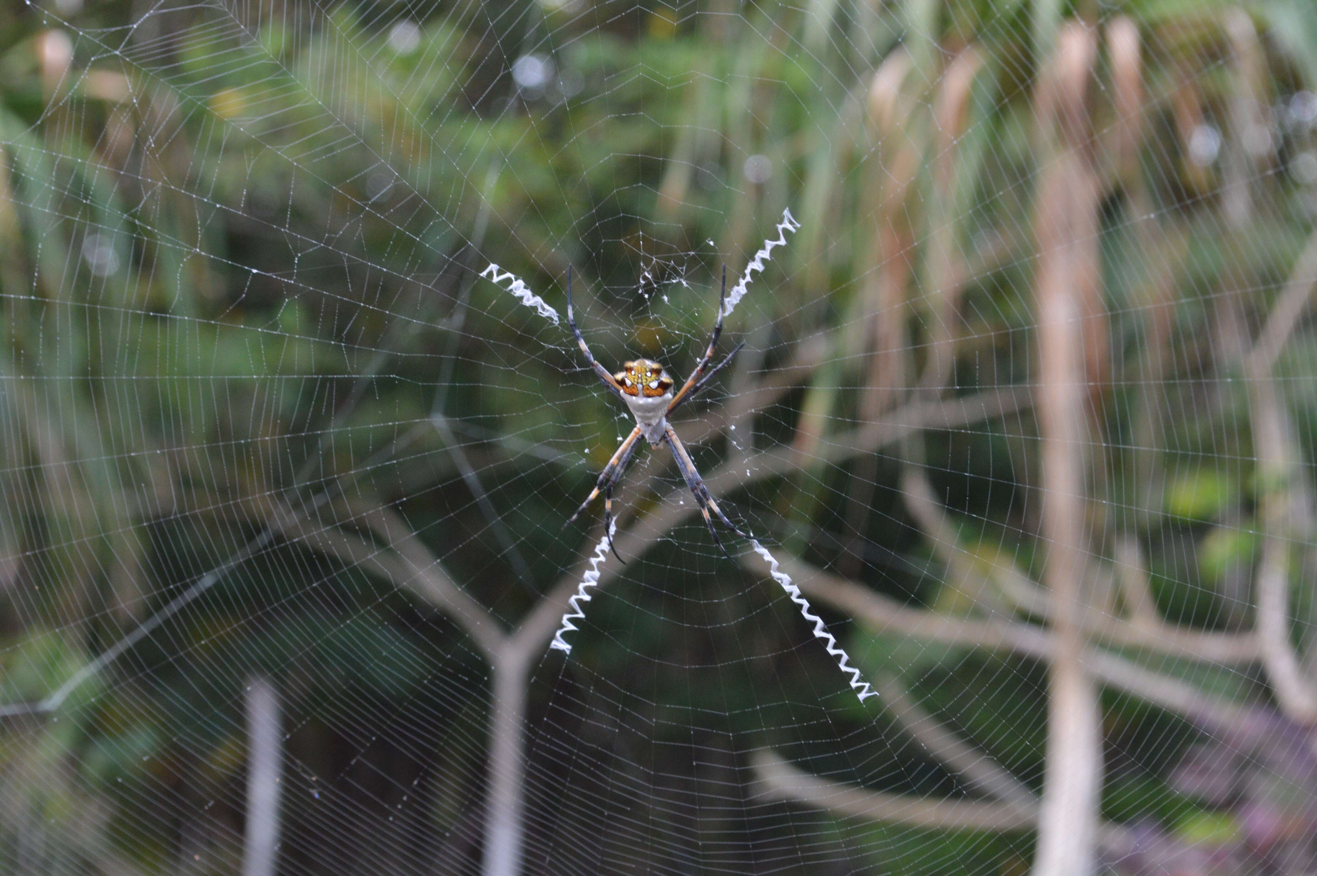 Image of Silver Argiope