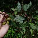 Vitis popenoei Fennell resmi