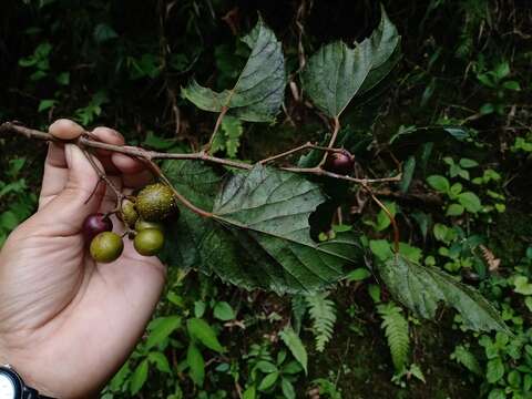 Vitis popenoei Fennell resmi