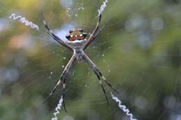 Image of Silver Argiope