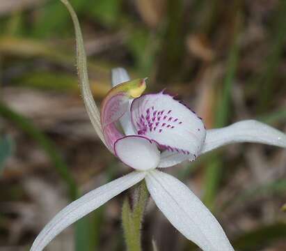 Image of Caladenia pumila R. S. Rogers