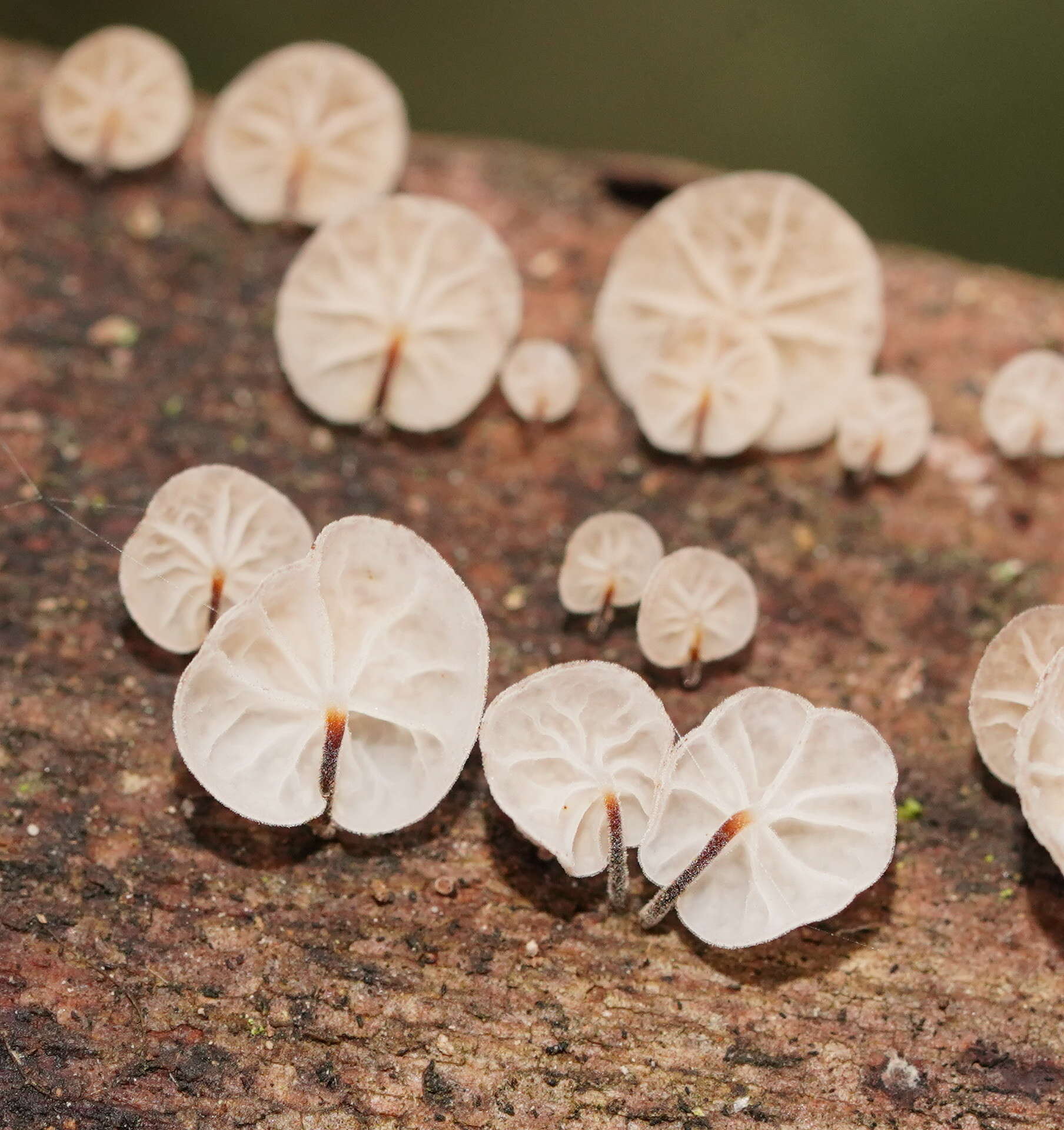 Image of Marasmius alveolaris Cleland 1927