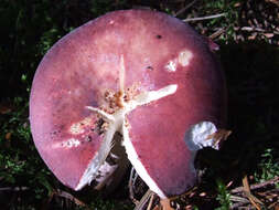 Image of Russula emetica (Schaeff.) Pers. 1796