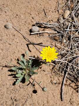 Image of Fendler's desertdandelion