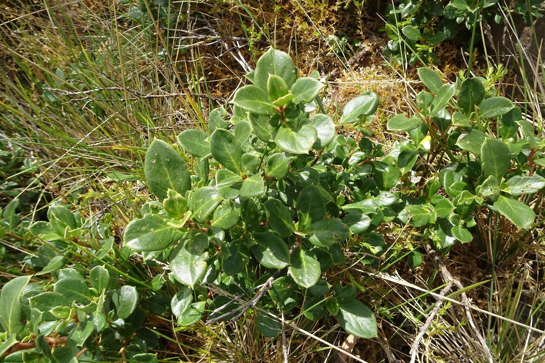 Image of Coprosma hirtella Labill.